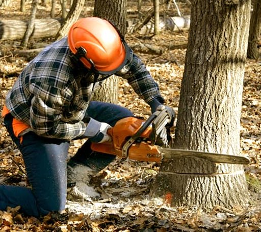 Tree Removal in Cedar Vale, KS
